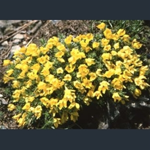Picture of Vitaliana primuliflora subsp. cinerea