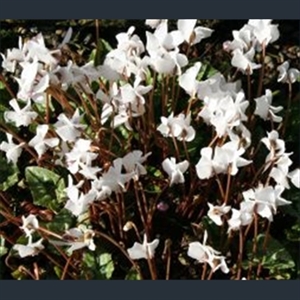 Picture of Cyclamen hederifolium var. hederifolium f. albiflorum