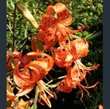 Picture of Lilium lancifolium 'Splendens'