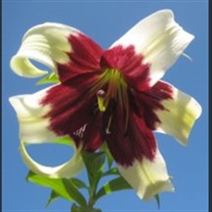 Picture of Lilium nepalense