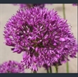Picture of Allium hollandicum 'Purple Sensation'