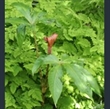 Picture of Arisaema nepenthoides