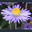 Picture of Aster tongolensis