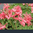 Picture of Corydalis solida subsp. solida 'George Baker'