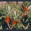 Picture of Daphne mezereum f. alba