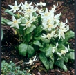Picture of Erythronium californicum 'White Beauty'