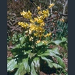 Picture of Erythronium 'Pagoda'