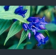 Picture of Gentiana asclepiadea 'Knightshayes'