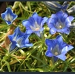 Picture of Gentiana 'Blue Silk'