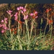 Picture of Hesperantha coccinea 'Sunrise'
