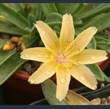 Picture of Lewisia 'Brynhyfryd' four-way hybrid yellow