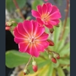 Picture of Lewisia cotyledon 'Bright Eyes'