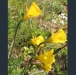 Picture of Narcissus bulbocodium