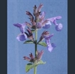Picture of Nepeta 'Six Hills Giant'