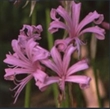 Picture of Nerine bowdenii