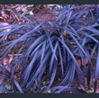 Picture of Ophiopogon planiscarpus 'Kokuryu'