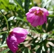Picture of Paeonia rockii rich pink
