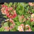 Picture of Primula x anisodoxa 'Kevock Surprise'