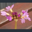 Picture of Primula auriculata