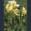 Picture of Primula elatior