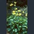 Picture of Primula florindae