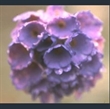 Picture of Primula glomerata
