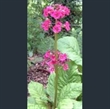 Picture of Primula japonica 'Carminea'