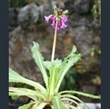 Picture of Primula miyabeana