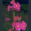 Picture of Primula poissonii