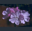 Picture of Primula sieboldii
