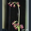 Picture of Primula tangutica