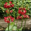 Picture of Primula wilsonii var. wilsonii