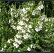 Picture of Prostanthera cuneata