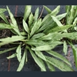 Picture of Pulmonaria longifolia