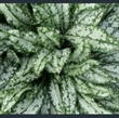 Picture of Pulmonaria 'Ocupol'