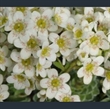 Picture of Saxifraga 'Kath's Delight'