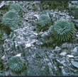 Picture of Saxifraga longifolia hybrids