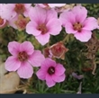 Picture of Saxifraga 'Your Song'