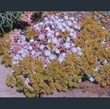 Picture of Sedum spathulifolium 'Capo Blanco'