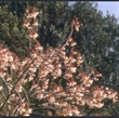 Picture of Sorbus cashmiriana