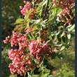 Picture of Sorbus pseudohupehensis