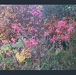 Picture of Sorbus reducta