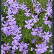 Picture of Viola cornuta