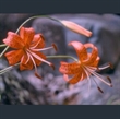 Picture of Lilium lancifolium 'Splendens'