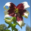 Picture of Lilium nepalense