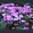 Picture of Cyclamen coum