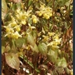 Picture of Epimedium x versicolor 'Sulphureum'