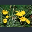 Picture of Narcissus bulbocodium