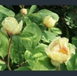 Picture of Paeonia mlokosewitschii hybrids