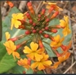 Picture of Primula aurantiaca